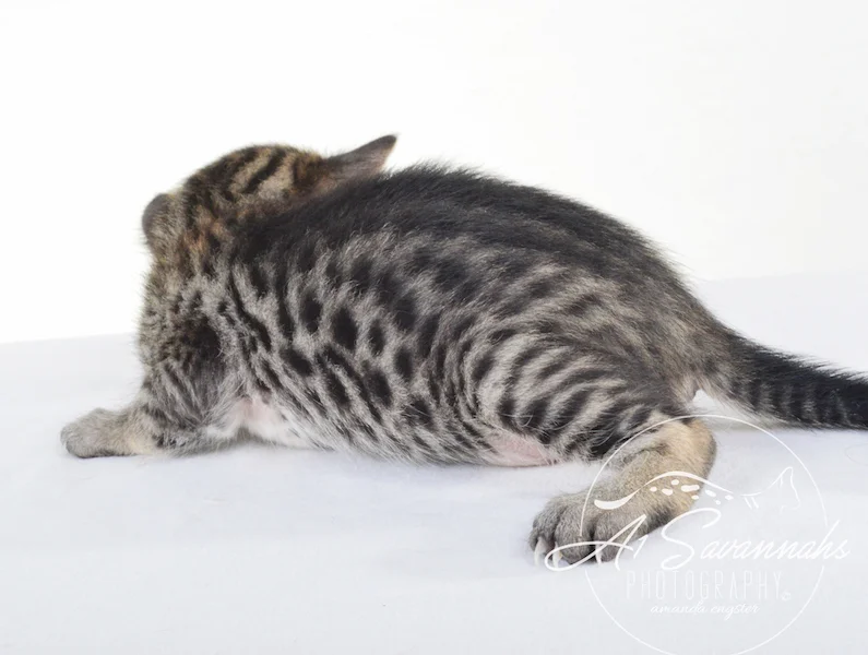 A1 Savannahs Giselle SBT Female Savannah Kitten