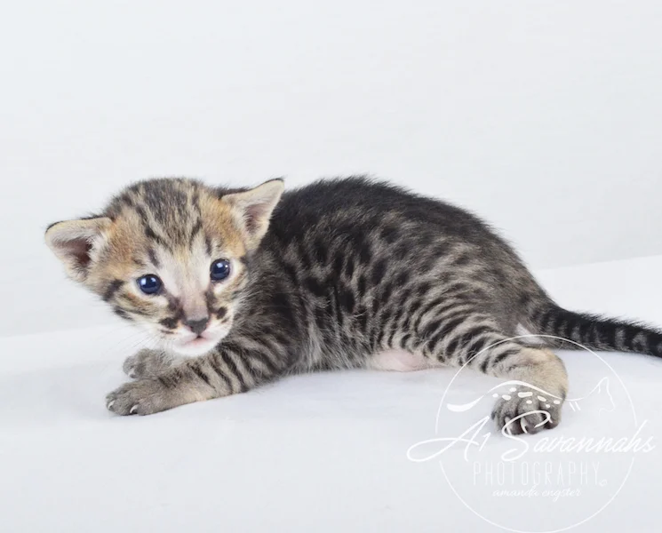 A1 Savannahs Giselle SBT Female Savannah Kitten