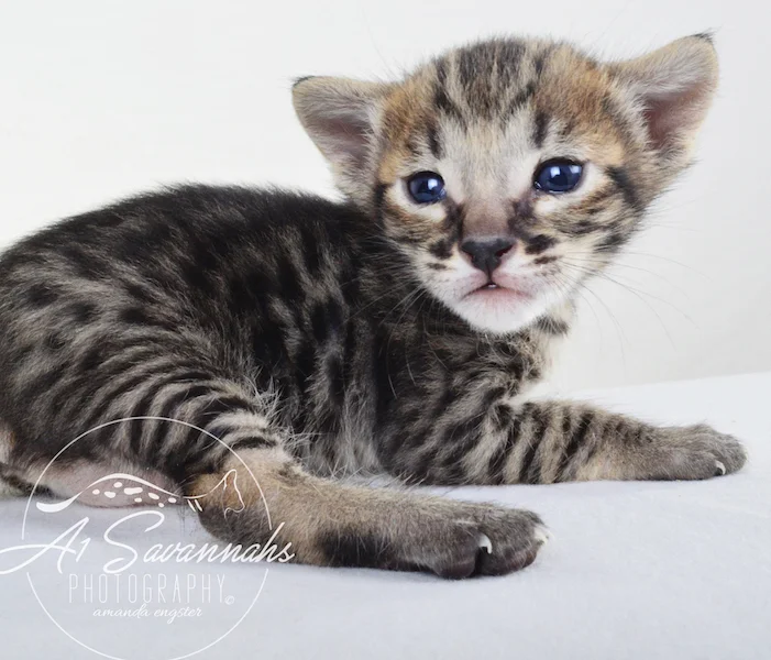 A1 Savannahs Giselle SBT Female Savannah Kitten