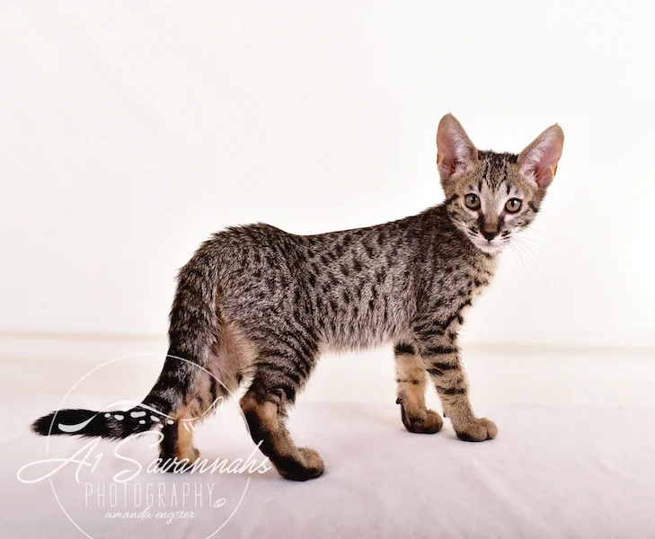 A1 Savannahs Giselle SBT Female Savannah Kitten