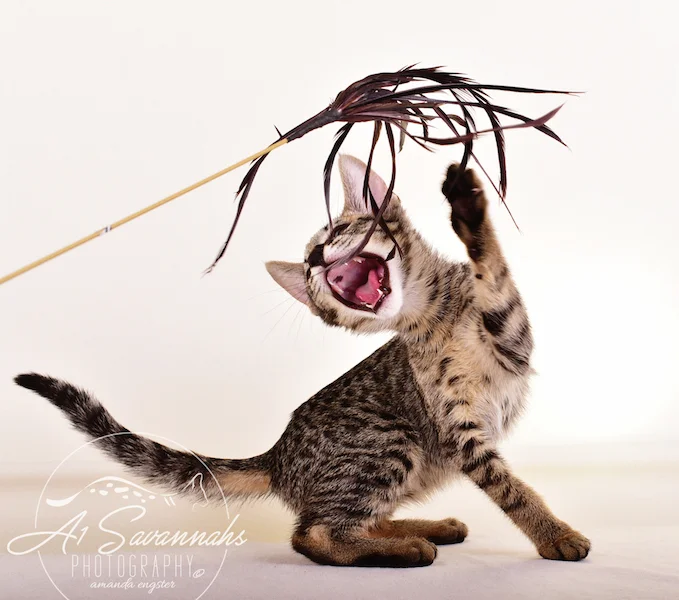 A1 Savannahs Giselle SBT Female Savannah Kitten