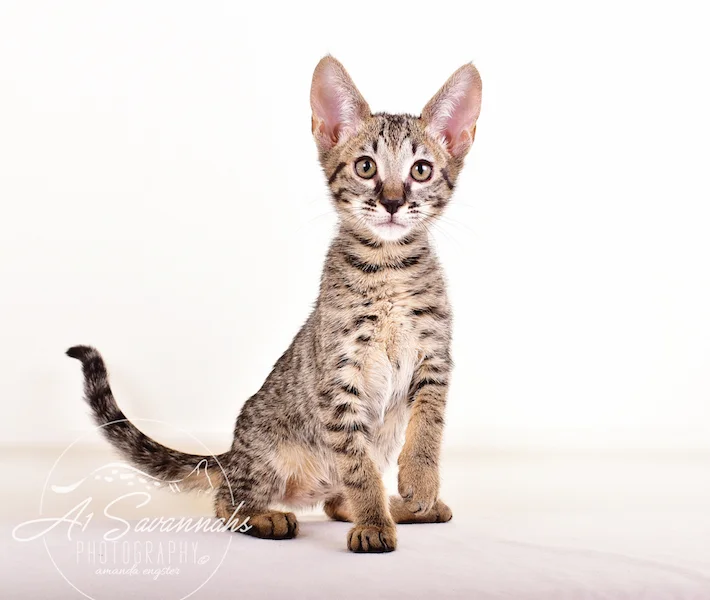 A1 Savannahs Giselle SBT Female Savannah Kitten
