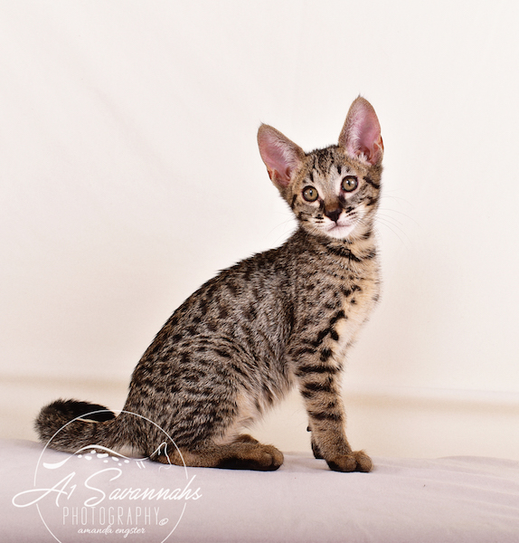 A1 Savannahs Giselle SBT Female Savannah Kitten