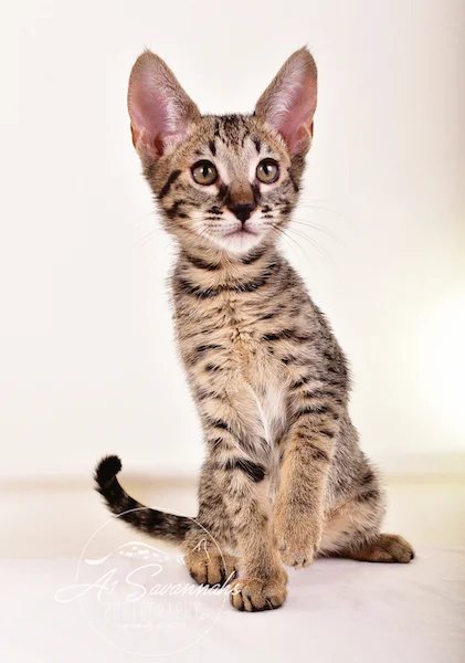 A1 Savannahs Giselle SBT Female Savannah Kitten