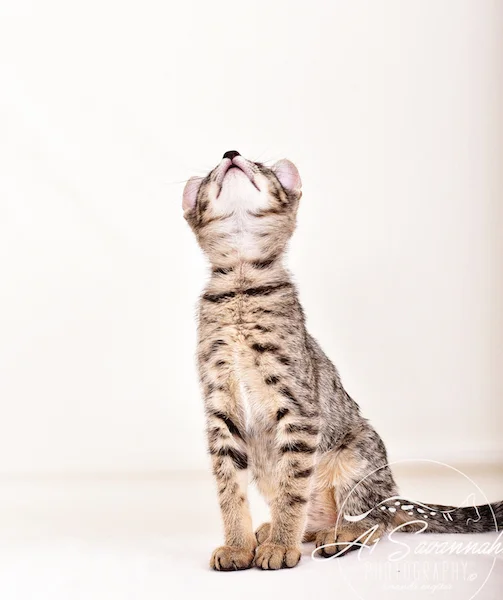 A1 Savannahs Giselle SBT Female Savannah Kitten