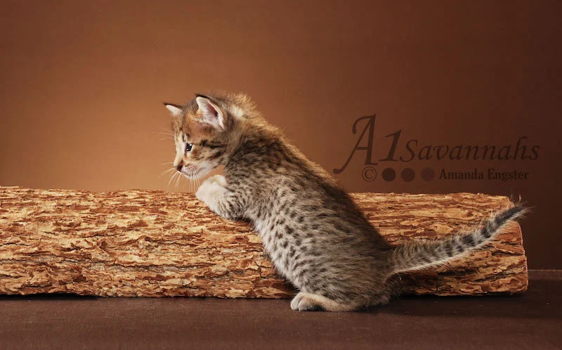 A1 Savannahs F3 Female Avalon (Mousy)