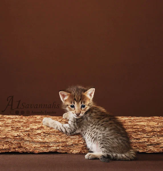 A1 Savannahs F3 Female Avalon (Mousy)