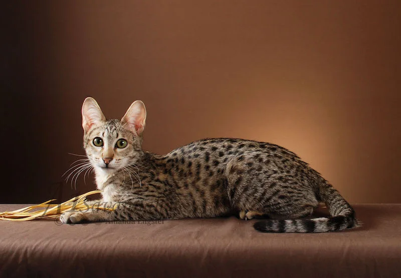 A1 Savannahs F3 Female Avalon (Mousy)