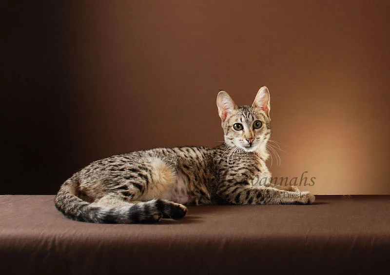 A1 Savannahs F3 Female Avalon (Mousy)