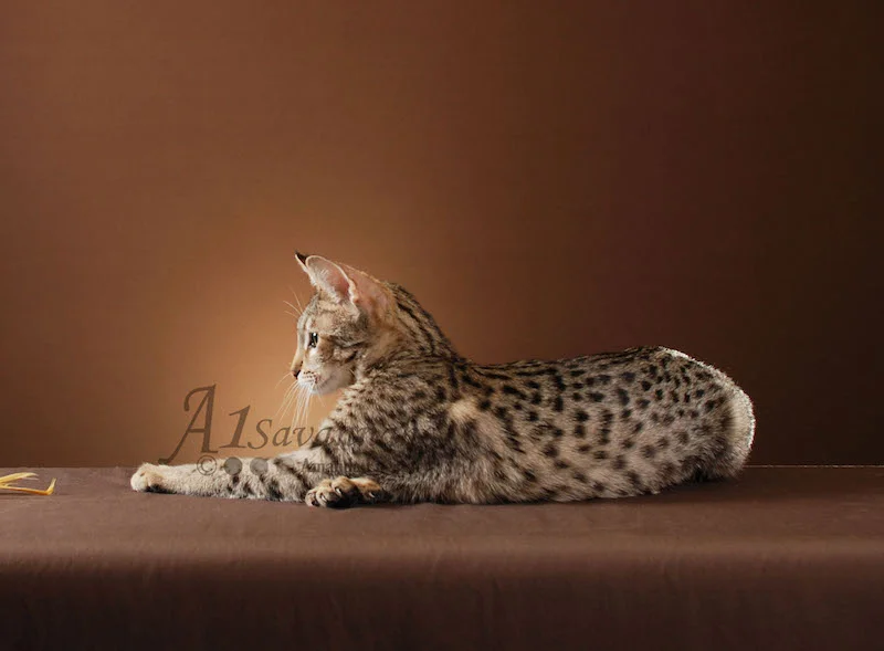 A1 Savannahs F3 Female Avalon (Mousy)