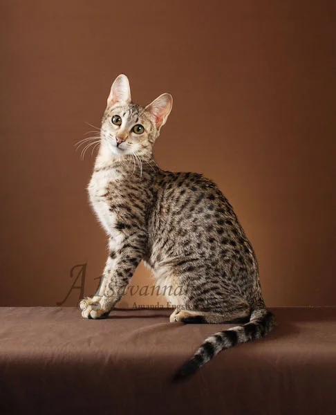 A1 Savannahs F3 Female Avalon (Mousy)