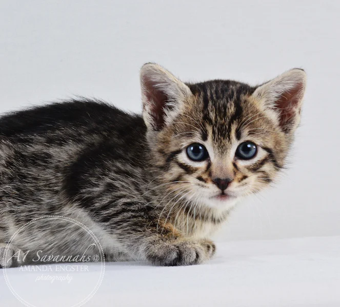 A1 Savannahs F3 Male Emerson Savannah Kitten