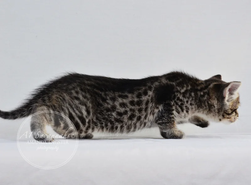 A1 Savannahs F3 Male Emerson Savannah Kitten