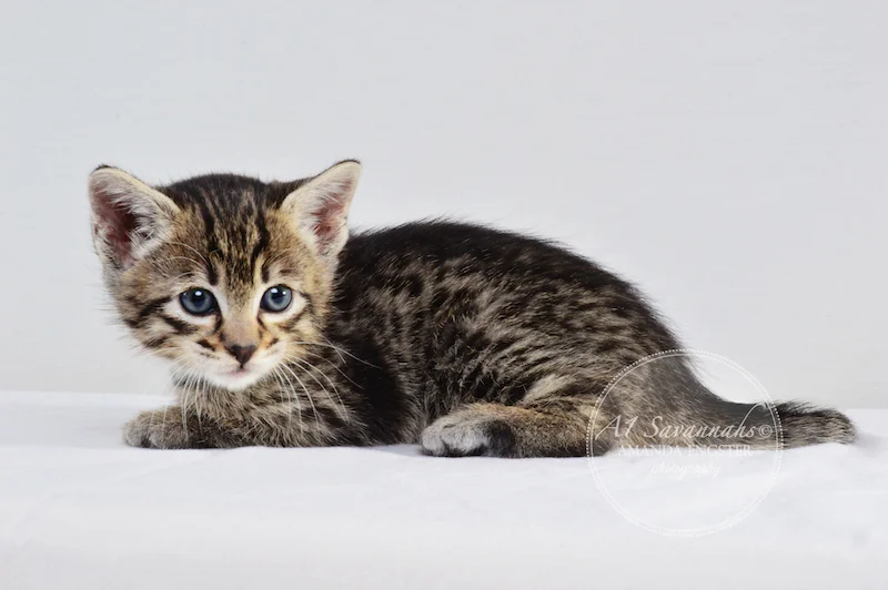 A1 Savannahs F3 Male Emerson Savannah Kitten
