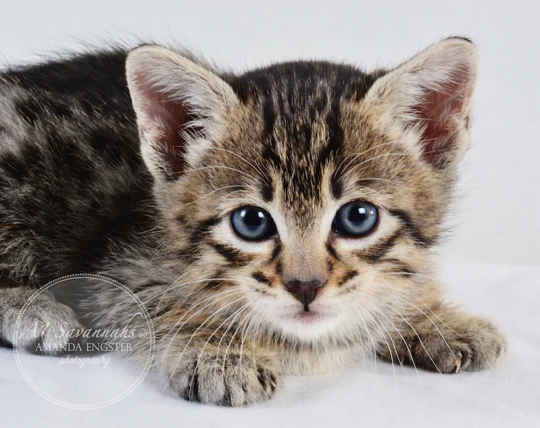 A1 Savannahs F3 Male Emerson Savannah Kitten