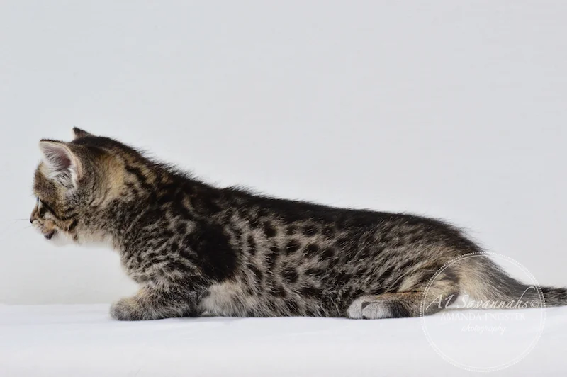 A1 Savannahs F3 Male Emerson Savannah Kitten