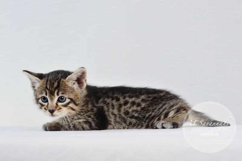 A1 Savannahs F3 Male Emerson Savannah Kitten