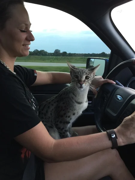 A1 Savannahs F2 Male Lukas