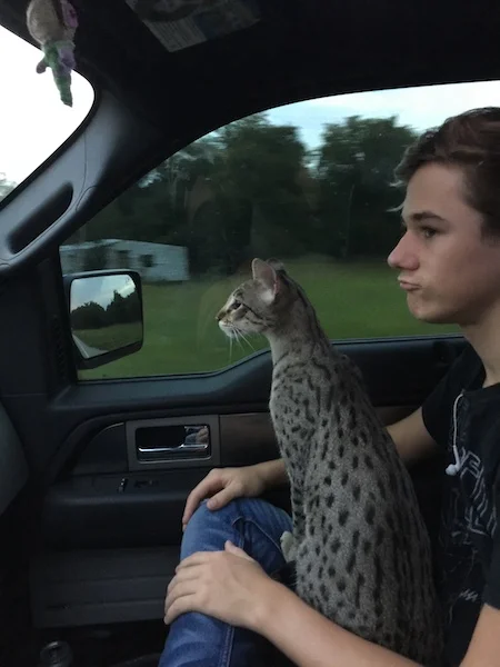 A1 Savannahs F2 Male Lukas