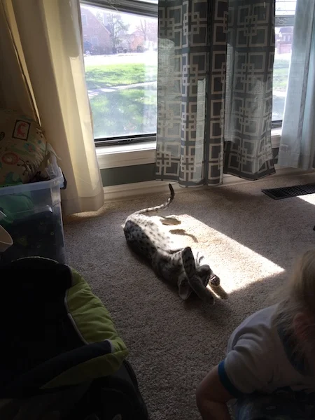 A1 Savannahs F2 Male Lukas