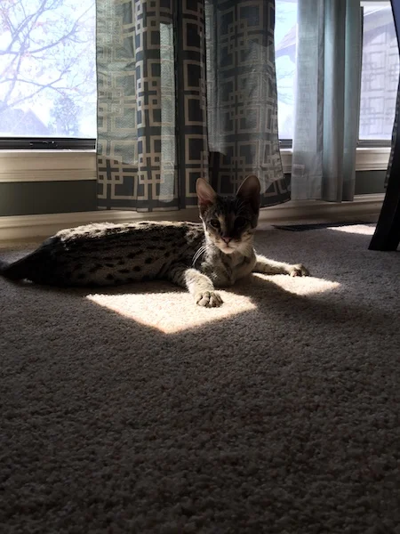 A1 Savannahs F2 Male Lukas