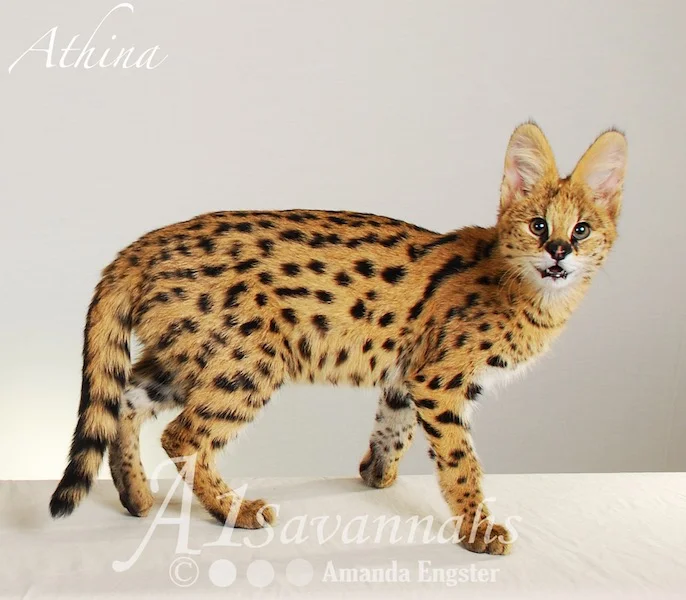 A1 Savannahs Serval Female Athina