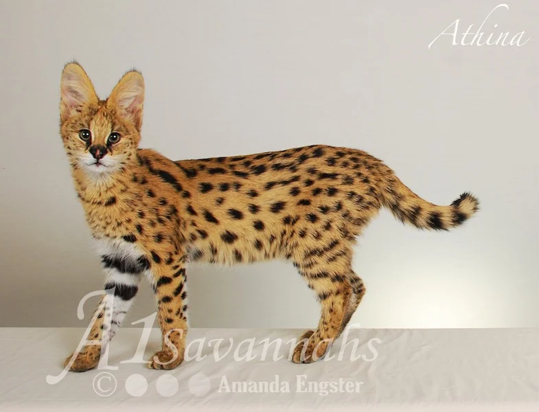 A1 Savannahs Serval Female Athina