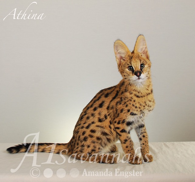A1 Savannahs Serval Female Athina