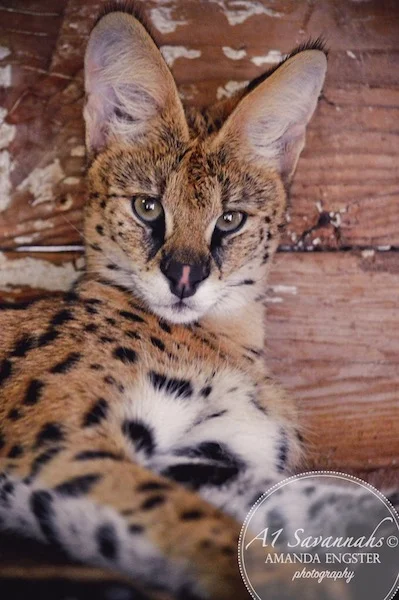 A1 Savannahs Serval Female Athina