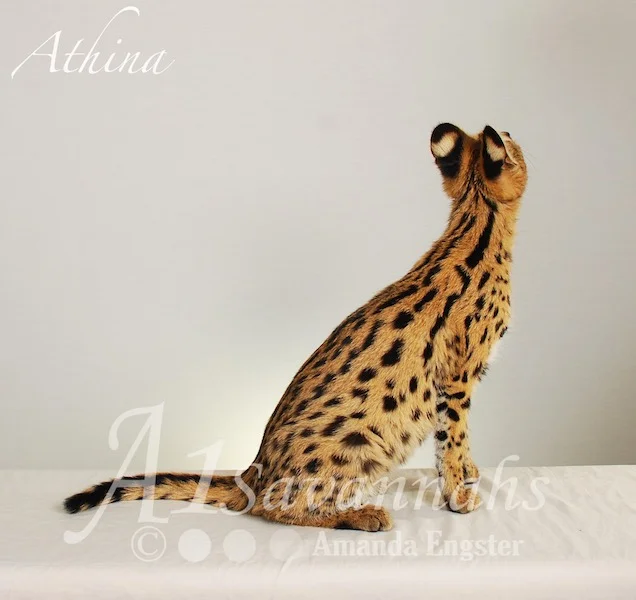 A1 Savannahs Serval Female Athina