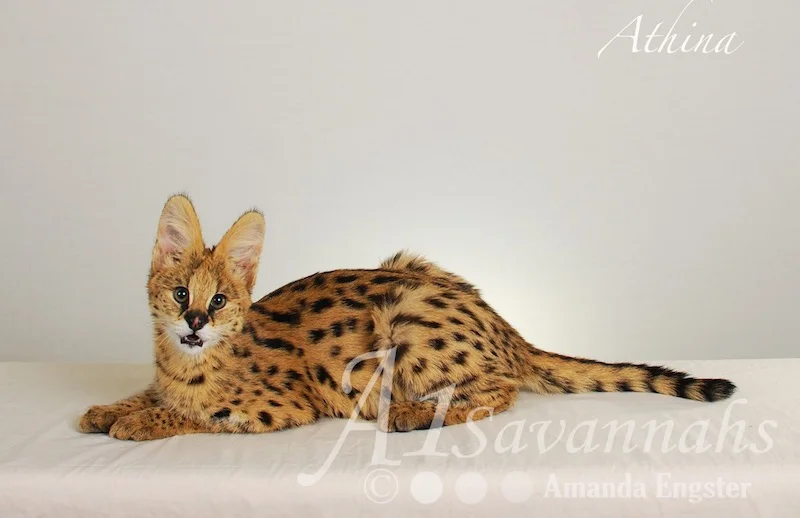 A1 Savannahs Serval Female Athina