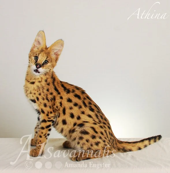 A1 Savannahs Serval Female Athina