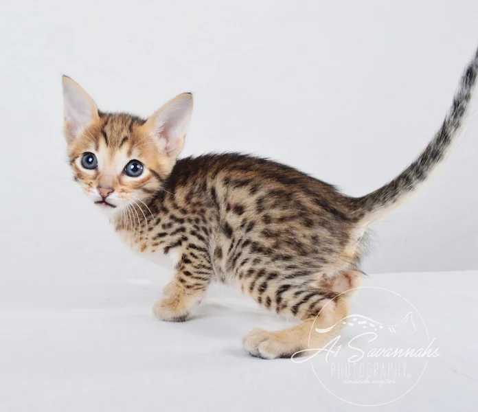 A1Savannahs Chet SBT Male Savannah Kitten