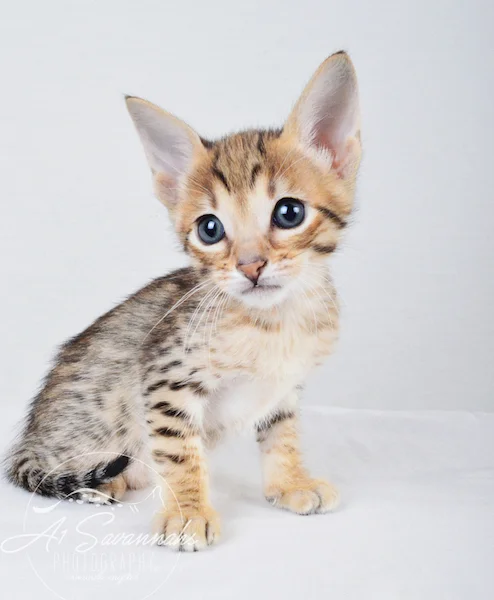 A1Savannahs Chet SBT Male Savannah Kitten