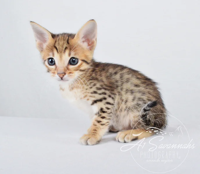 A1Savannahs Chet SBT Male Savannah Kitten