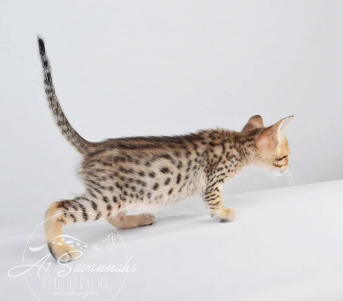 A1Savannahs Chet SBT Male Savannah Kitten