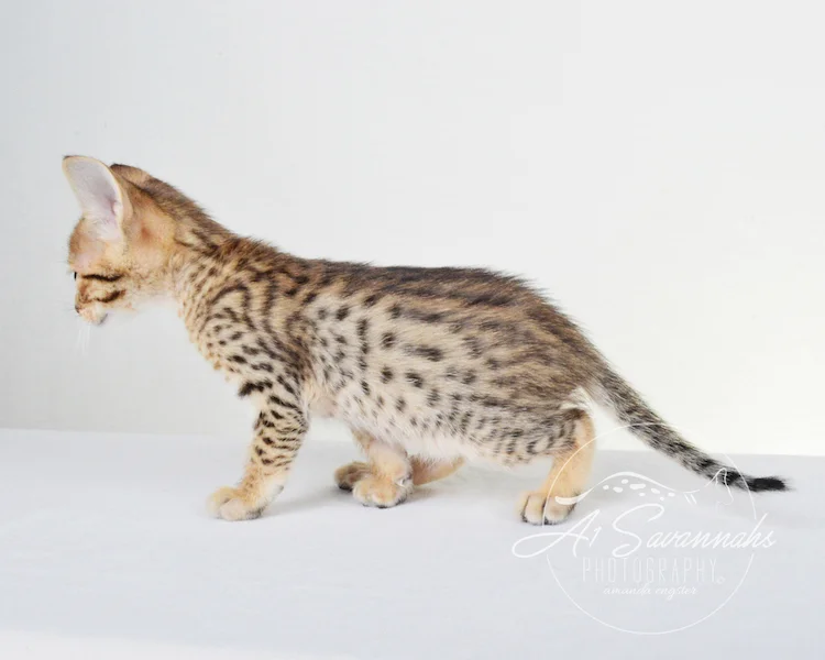 A1Savannahs Chet SBT Male Savannah Kitten