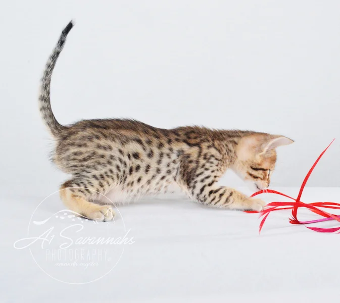 A1Savannahs Chet SBT Male Savannah Kitten