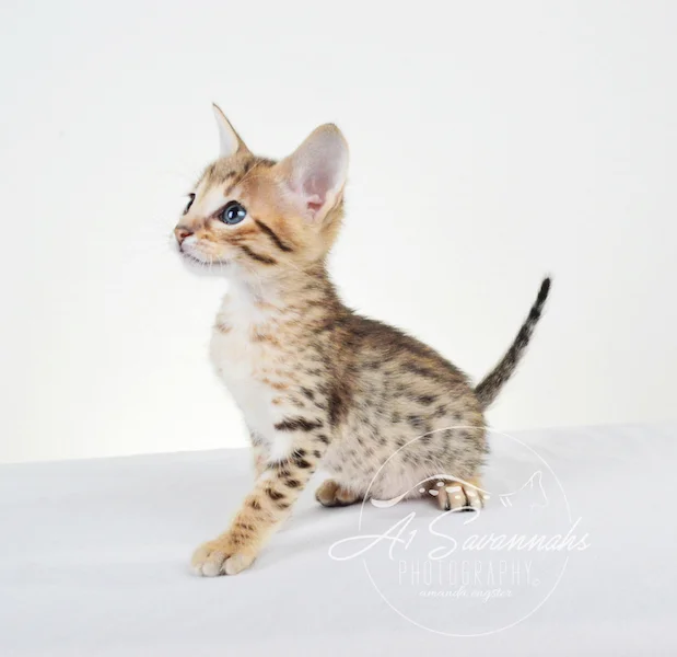 A1Savannahs Chet SBT Male Savannah Kitten