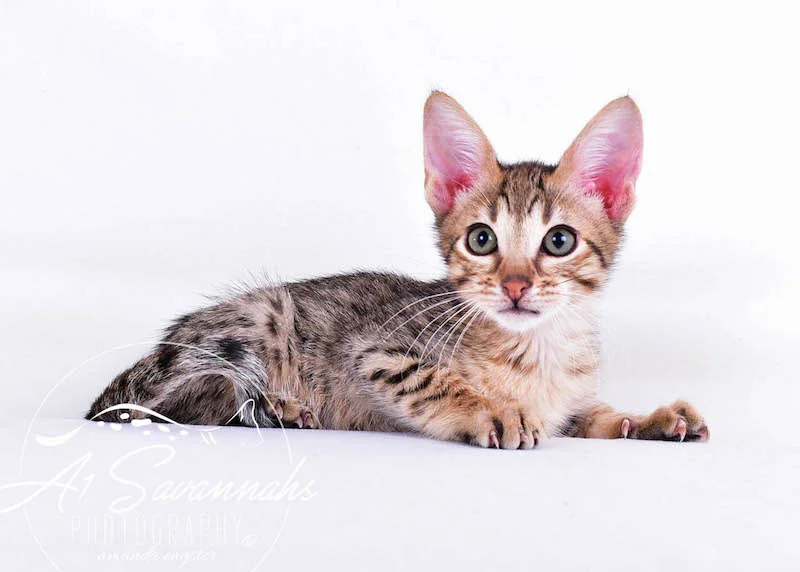 A1Savannahs Chet SBT Male Savannah Kitten