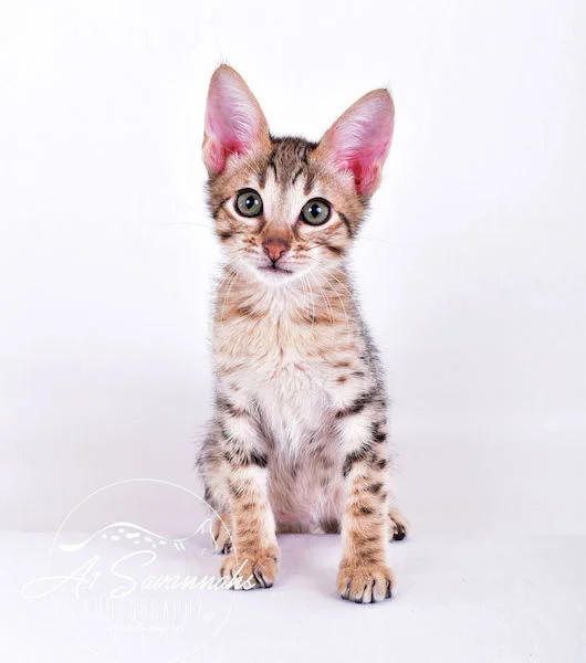 A1Savannahs Chet SBT Male Savannah Kitten