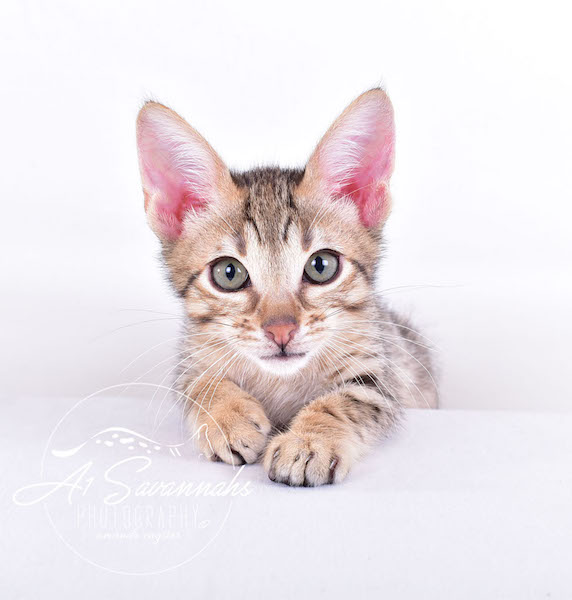 A1Savannahs Chet SBT Male Savannah Kitten