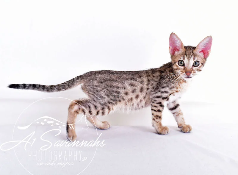 A1 Savannahs SBT Male ChetA1Savannahs Chet SBT Male Savannah Kitten