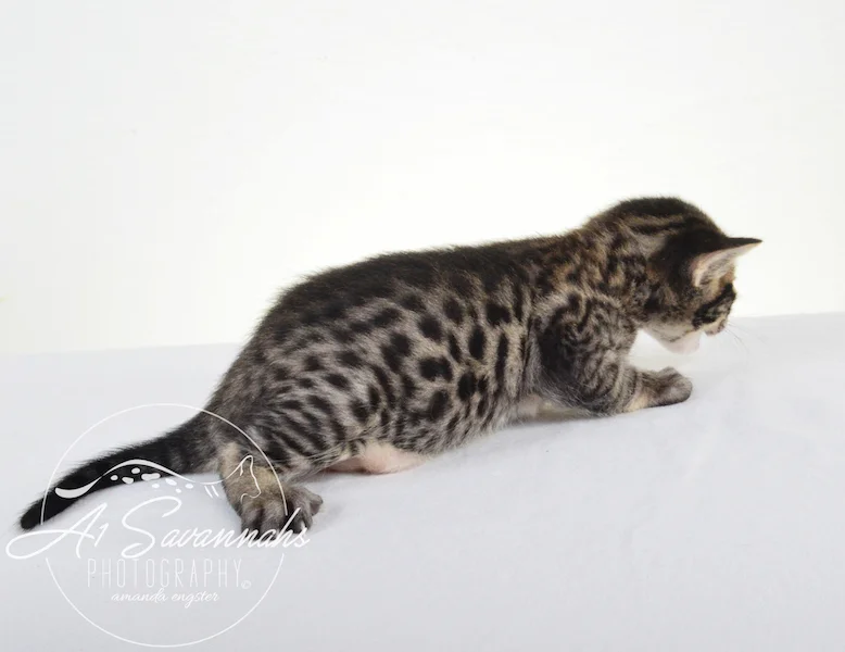 A1 Savannahs Grant SBT male Savannah Kitten