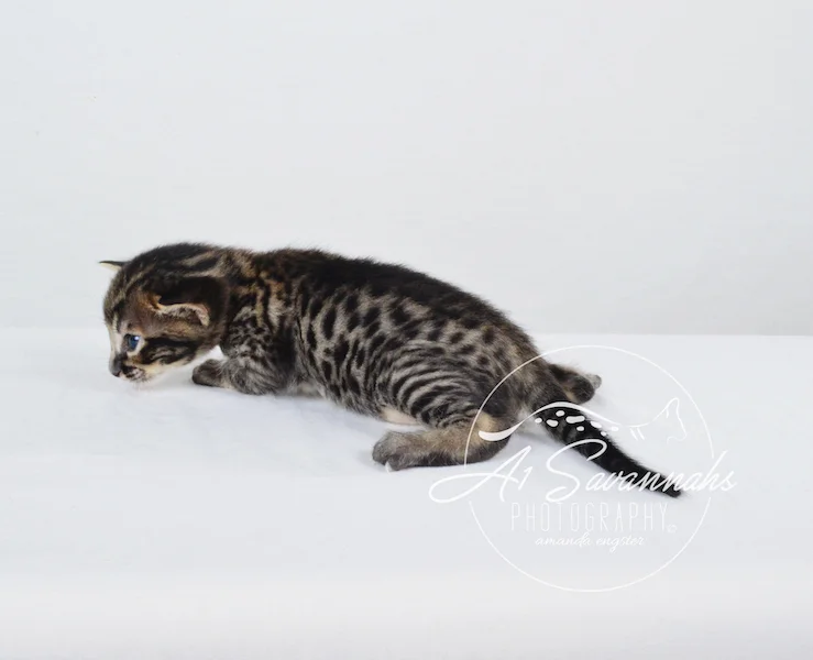 A1 Savannahs Grant SBT male Savannah Kitten