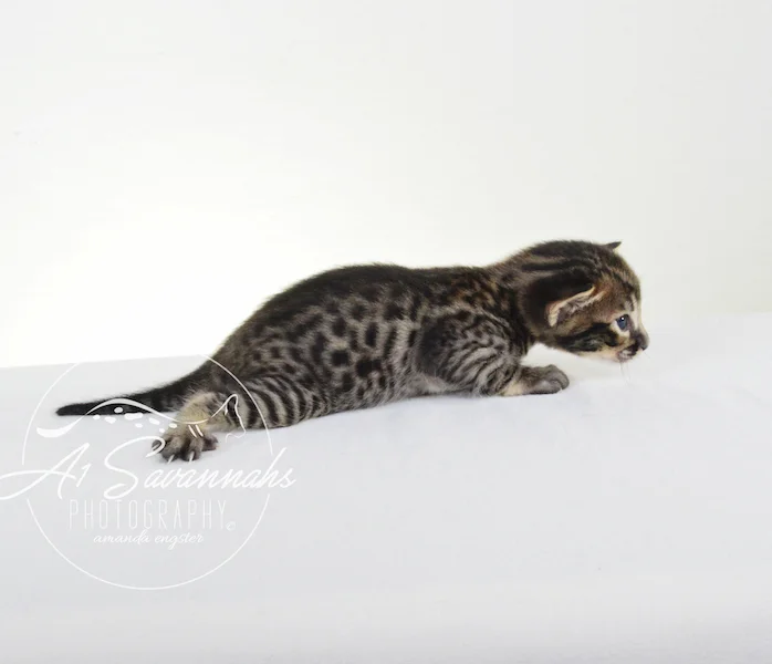 A1 Savannahs Grant SBT male Savannah Kitten