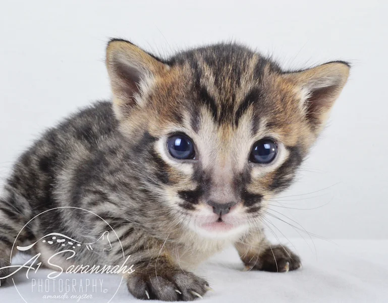 A1 Savannahs Grant SBT male Savannah Kitten