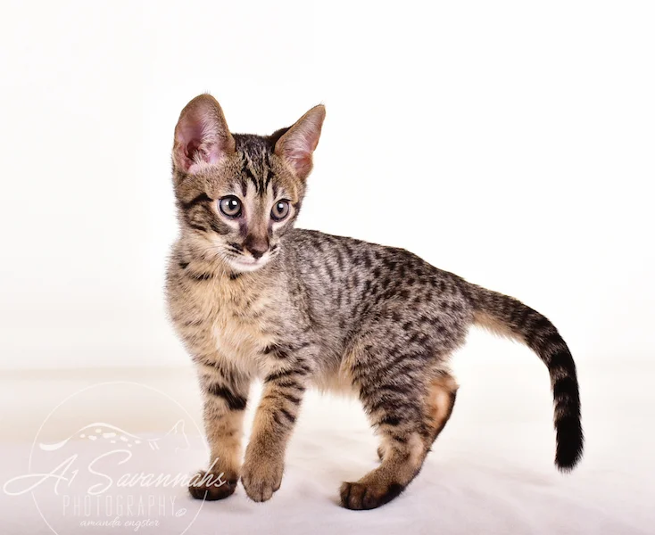 A1 Savannahs Grant SBT male Savannah Kitten