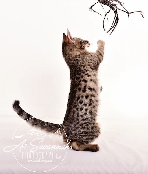 A1 Savannahs Grant SBT male Savannah Kitten