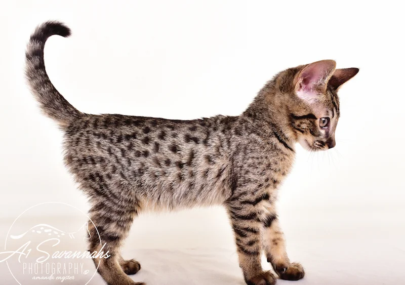 A1 Savannahs Grant SBT male Savannah Kitten
